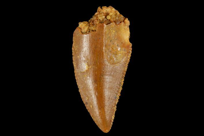 Serrated, Raptor Tooth - Real Dinosaur Tooth #173540